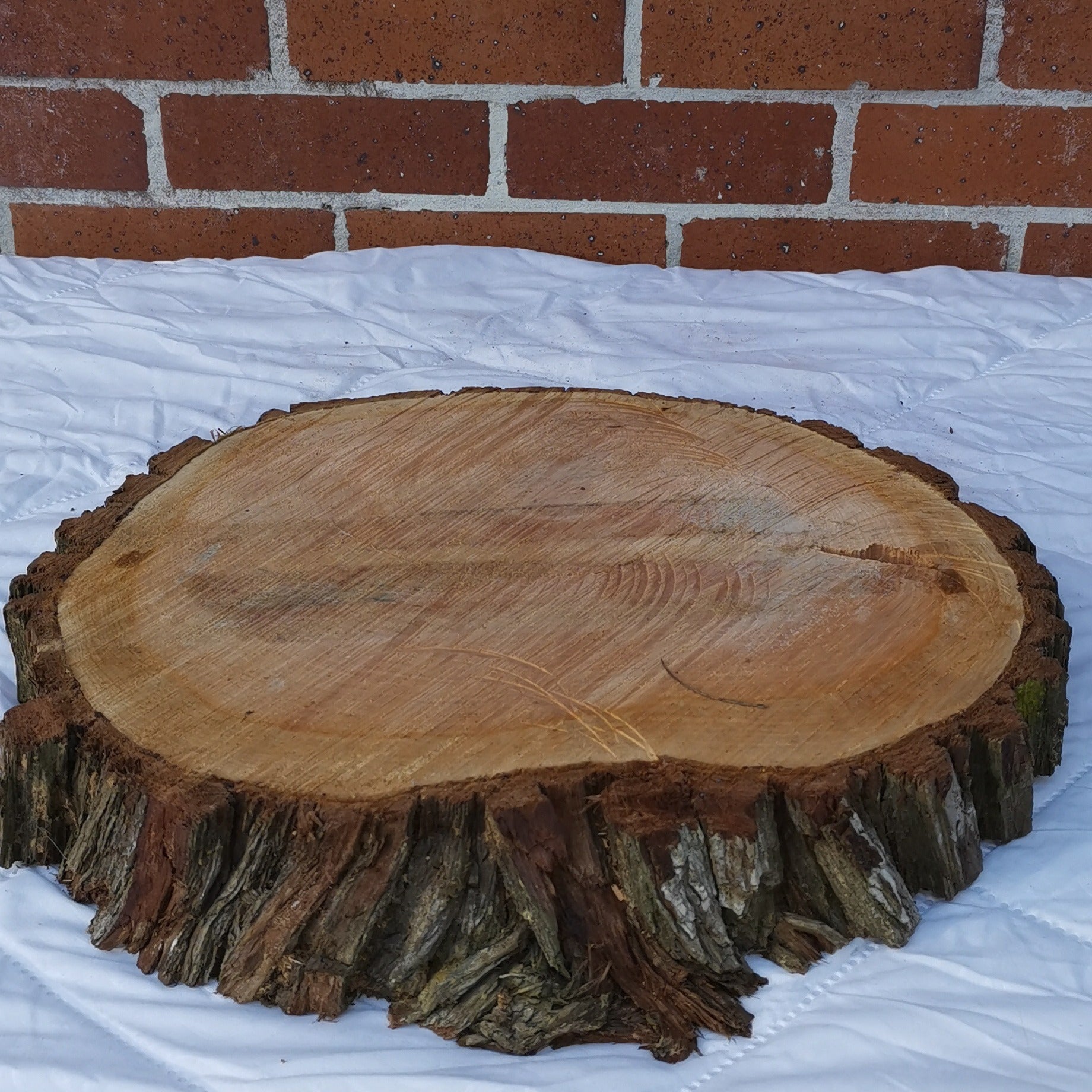 Medium Macrocarpa Round