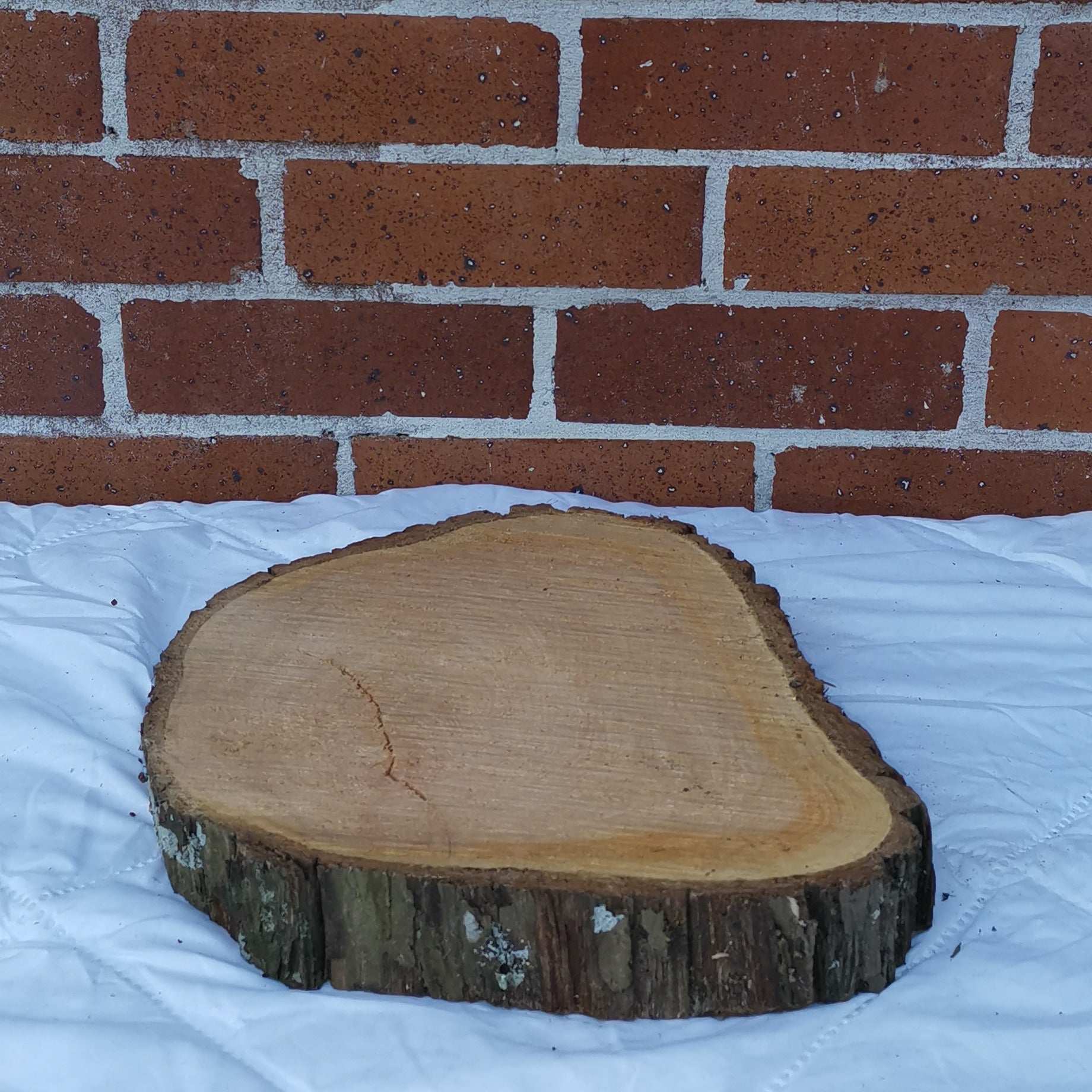 Medium Macrocarpa Rounds