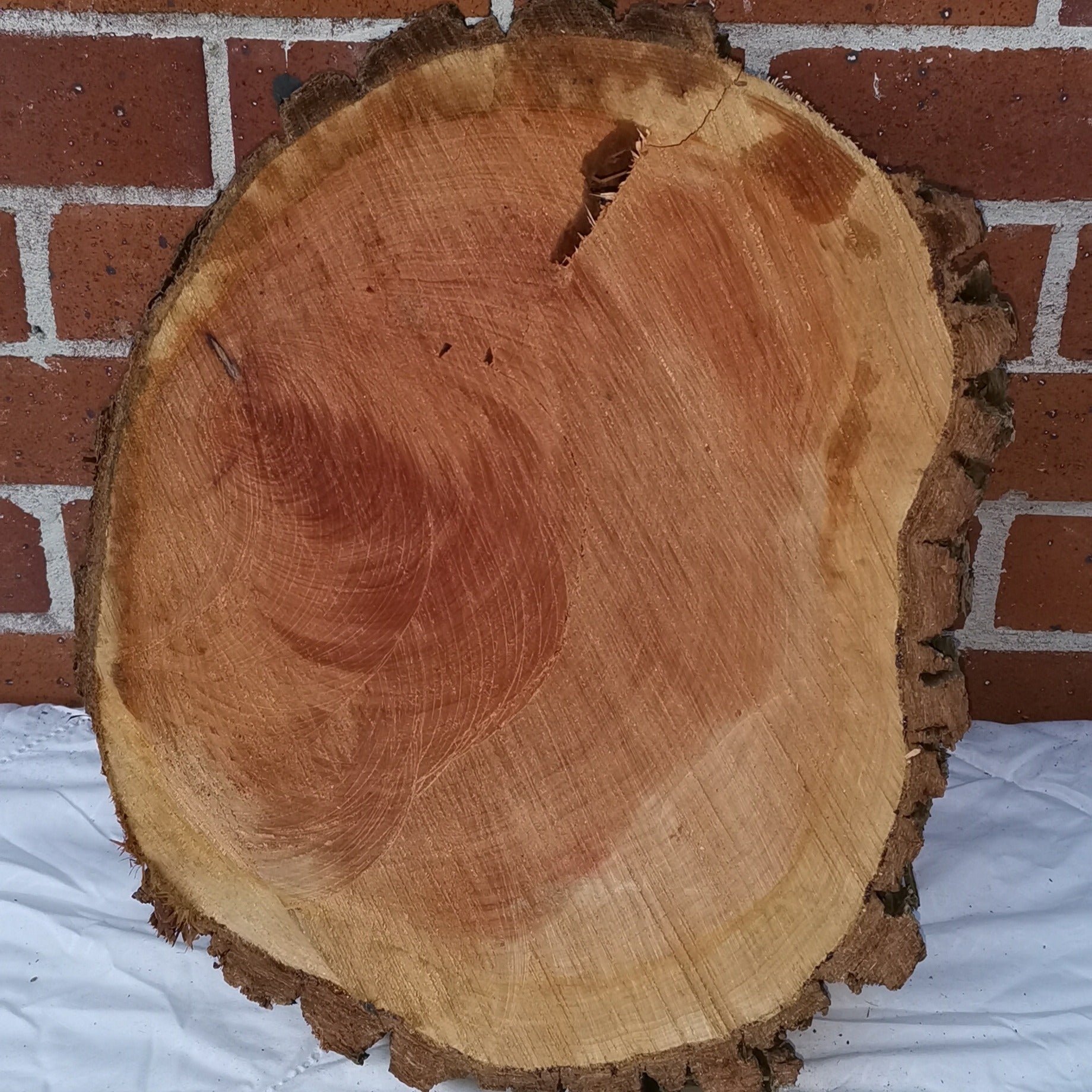 Medium Macrocarpa Round