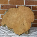 Macrocarpa round medium