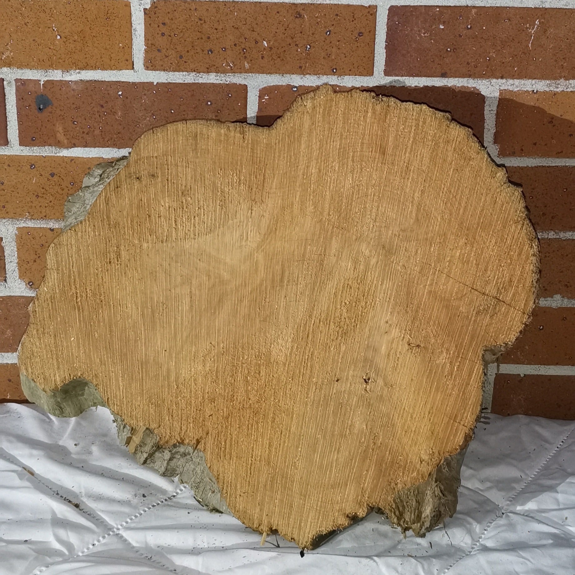 Macrocarpa round medium