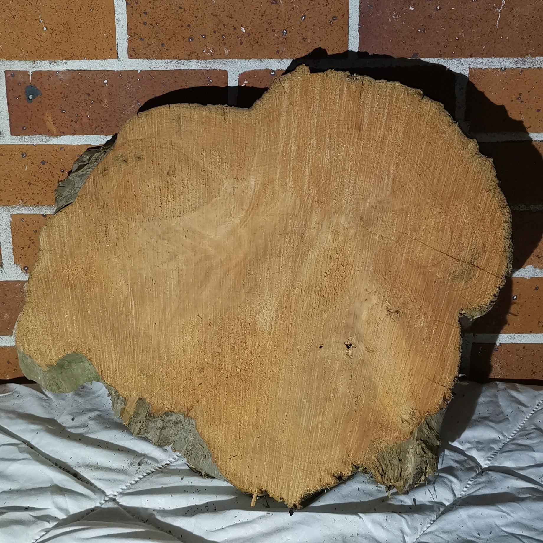 Macrocarpa round medium